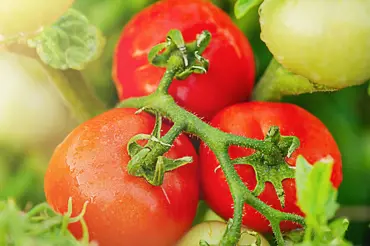 Italský farmář vymyslel způsob, jak pěstovat rajčata bez zeminy