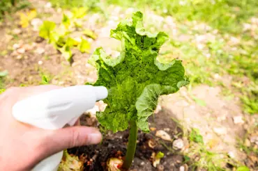 Jak bojovat proti mšicím na zahradě? Tady jsou přírodní a chemické prostředky, které vždy pomohou
