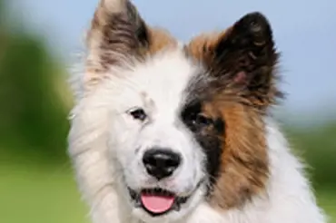Nové psí plemeno: Eurasier je dokonalý k dětem i seniorům a má nádherná štěňata