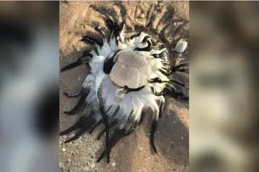 Turisté na australské pláži vyfotili chapadlaté děsivé monstrum. Vědci se zděsili, je to skutečný zabiják