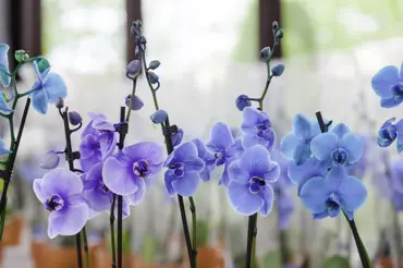 Jak na bílé orchideji vypěstovat modré květy? Budou vám stačit 4 dny