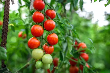 Proč naše babičky přidávaly k sazenicím rajčat popel a proč byste měli i vy