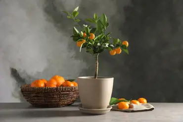 Vypěstujte si plodící pomeranče a citróny v květináči a mrazuvzdorné na zahradě
