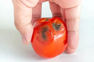 Jak chránit rajčata před černými skvrnami: Příčina bývá dvojí, musíte ji zjistit
