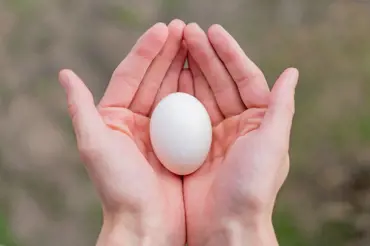 Proč zkušení zahradníci hnojí syrovým vejcem a proč byste měli taky