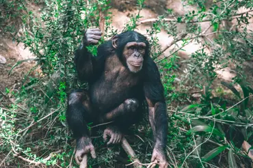 V Africe našli civilizované šimpanze, co se chovají jako první lidé. Vědci jsou v šoku