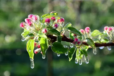 V noci stále řádí mrazíky: Díky těmto tipům ochráníte ovocné stromky před zmrznutím květů