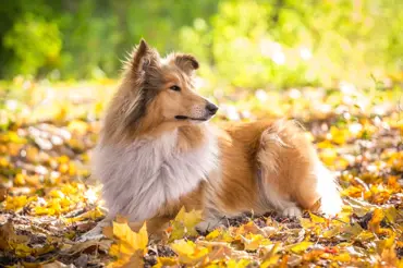 Kolie dlouhosrstá: Jak se skutečné vlastnosti plemene liší do filmové Lassie?