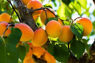 Pěstování meruněk: Jak na to a jaké jsou nejlepší odrůdy