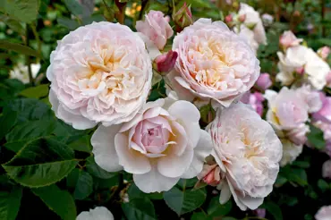 Zahrada jako z pohádky: Podívejte se, jak pěstovat anglické růže