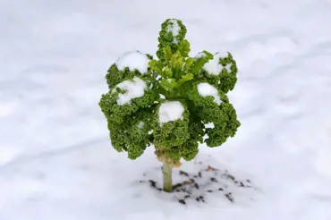 Zelenina pod sněhem: pěstujte a sklízejte i v zimě!