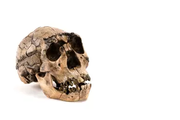 Vědci našli ztracenou hlavu zavražděného krále. Zrekonstruovali jeho tvář