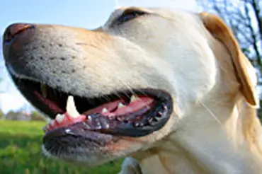 Jak chránit chrup psa před zubním kamenem a následným zánětem dásní?