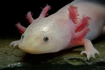 Axolotl: Kolik stojí?  A jak poznáte  pohlaví vodního dráčka?