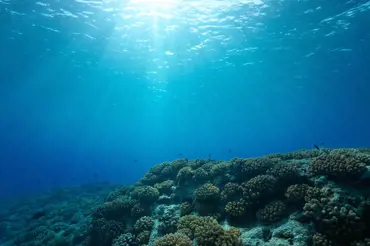 Vědci našli v oceánu neznámý svět. Podívejte se na šílené druhy, co v něm žijí