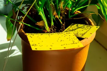 Smutnice: černé mušky na pokojovkách zlikvidujte dřív, než vám zahubí rostliny