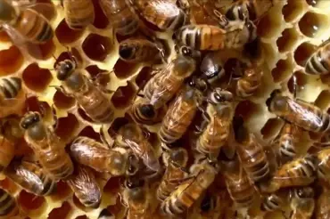 Českým včelařům pomohou se včelstvy senzory a nový portál