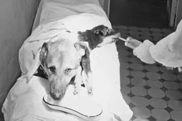 Podivný pokus ruského lékaře Děmichova: Stvořil dvojhlavého psa, proč nikdo neví