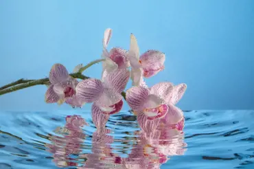 Tipy odborníků, jak správně zalévat orchidej. Máčení není jediný způsob