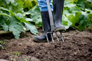 Proč pěstovat zeleninu bez rytí: Pomůžete žížalám a udržíte vláhu v záhonech