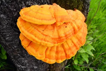 Sírovec žlutooranžový: chutná houba, která ničí rakovinné buňky. Sbírejte ji