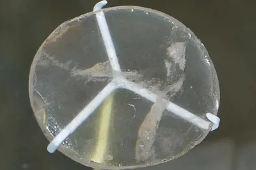 Vědci našli předmět podobný sklíčku brýlí. Když zjistili stáří, vyděsili se