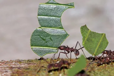 Nejúčinnější způsob, jak se zbavit mravenců na zahradě bez chemie