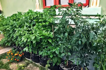 Pěstování na balkóně pro začátečníky: Poradíme vám s výběrem rostlin