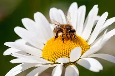 Krutý osud: Pokud včely zemřou, lidstvo prý následuje za 4 roky. Na opylení jsme závislí, zachraňme je