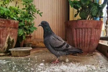 Jak zabránit holubům a dalším ptákům, aby vám znečišťovali balkon