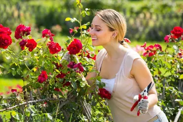6 odrůd růží, které potěší bujným kvetením po celé léto