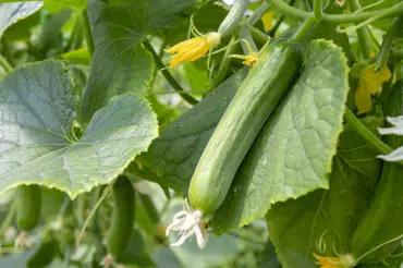 Vyzkoušejte při pěstování nejúčinnější bylinu pro výživu okurek. Extrémně rozmnoží úrodu