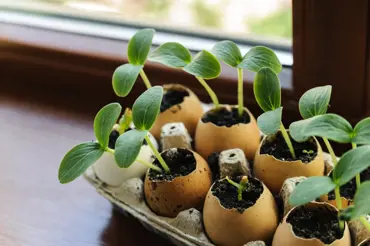 Neuvěřitelný způsob využití skořápek od vajec: Předpěstujte si v nich sazenice zeleniny