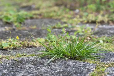 Teď je klíčové období pro vaši zámkovou dlažbu: Jak ji na zimu zbavit plevele