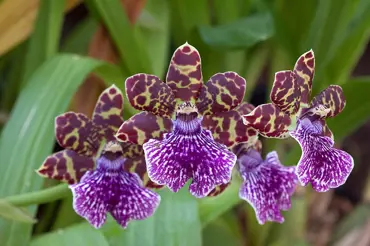Tipy na nejkrásnější orchideje: Tyto jsou nenáročné, a přitom levné