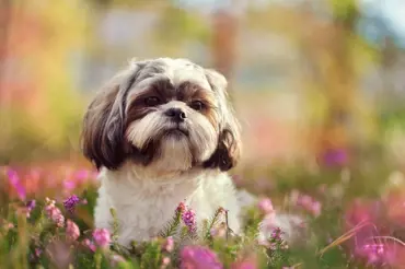 Shih-tzu je ideální rodinný pes: nadevše miluje svou smečku