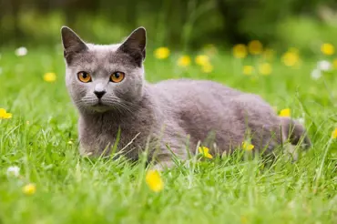 Jak vyhnat cizí kočky ze zahrady: Skvěle funguje hořčice a mouka. Jak?