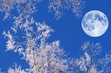 Zahradničení podle Měsíce: Luna v lednu vybízí k řízkování i ořezu rostlin