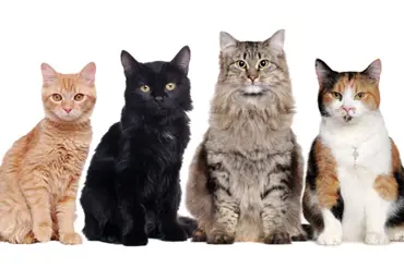 Nejchytřejší plemena koček:Tyto jsou nejinteligentnější, řekli byste to do nich?