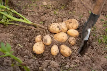 Jak správně sklízet a skladovat brambory, aby nehnily a nebyly jedovaté
