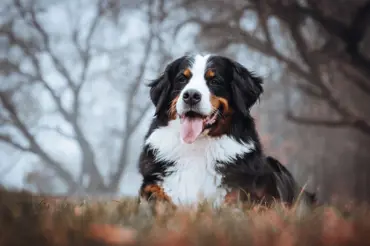 Bernský salašnický pes: Dobrácký obr, který bohužel brzo umírá