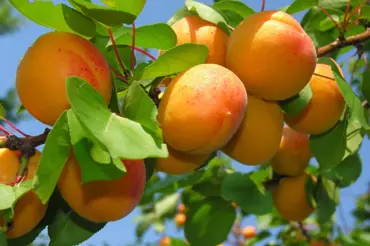 Řez ovocných stromů: Meruňky a broskvoně