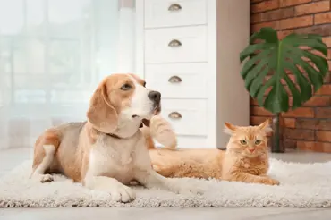 Chytré triky s jedlou sodou při péči o psa nebo kočku: Čistá srst i bez koupání