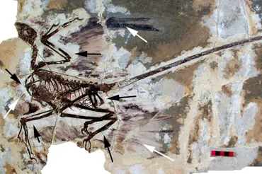 Vědci našli šíleného dinosaura. Tohle neviděli!  Microraptor měl 4 křídla a létal jako vrtulník.