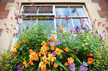 Jak se starat o balkonovky, aby krásně kvetly až do podzimu