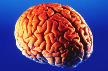 Jak detoxikovat mozek: Nejlepší nástroj máte doma a nevíte o tom