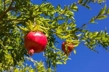 Jak pěstovat granátové jablko: Jednoduché triky, jak z něj získat semínka