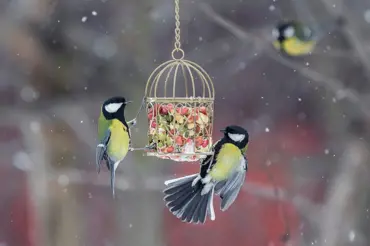 Jak v zimě přilepšit ptáčkům na zahradě: Pochutnají si na této přísadě na řízky
