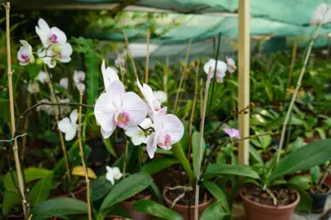 Jaké jsou ideální podmínky pro pěstováni orchidejí: Pěstujete správně ty vaše?