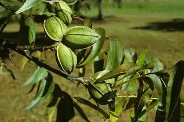 Pekanové ořechy z vlastní zahrádky: Sazenice vysaďte co nejdříve zjara, myslete na hloubku jámy